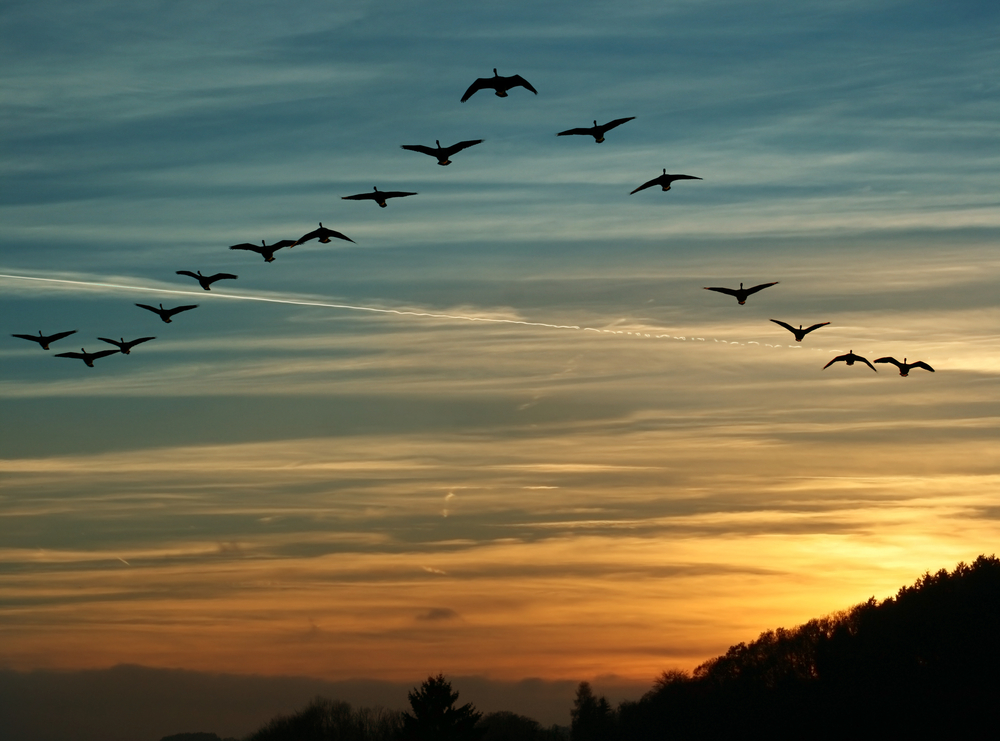 Why Birds Fly In A V Formation?
