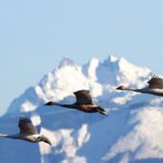 Why Do Birds Fly South In The Winter?