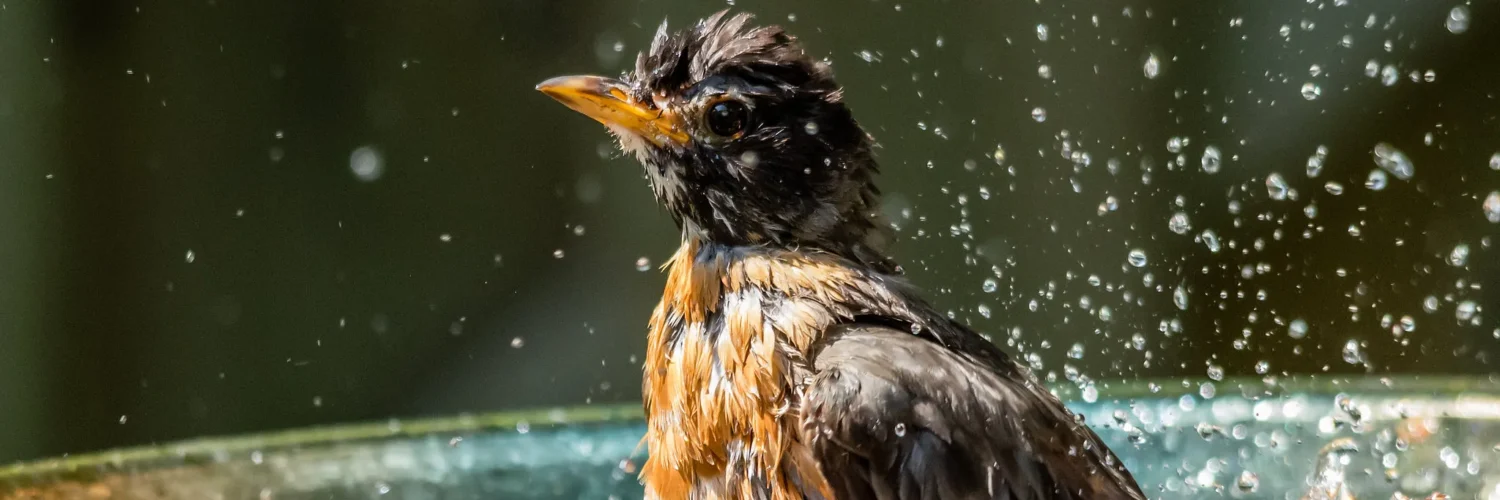Why Do Birds Take A Dirt Bath?