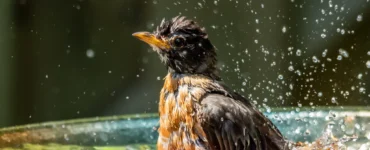 Why Do Birds Take A Dirt Bath?