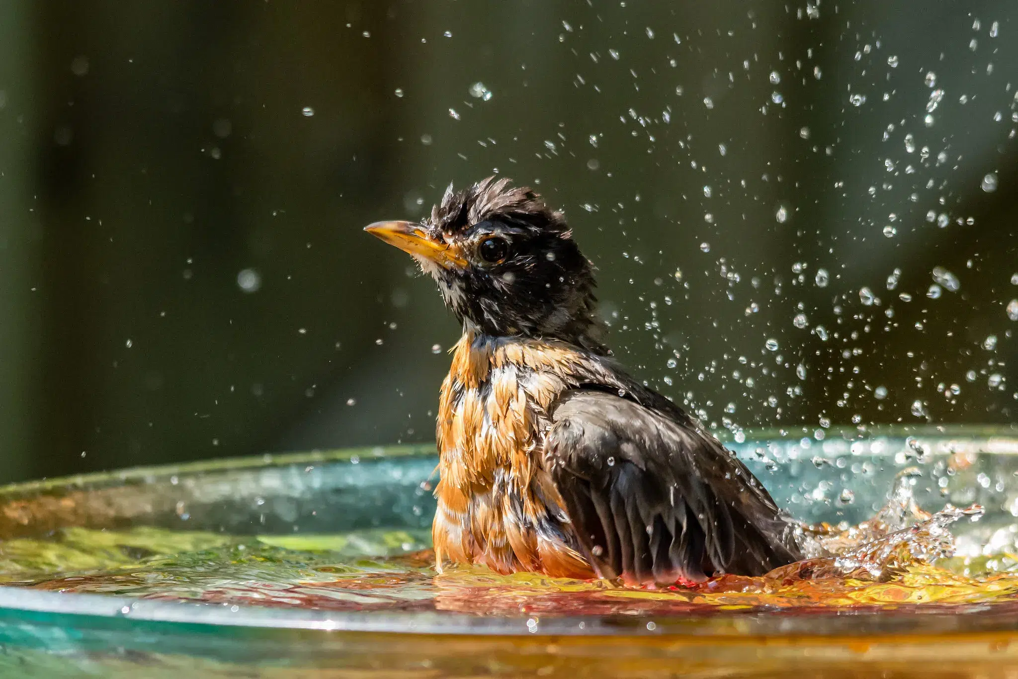 Why Do Birds Take A Dirt Bath?