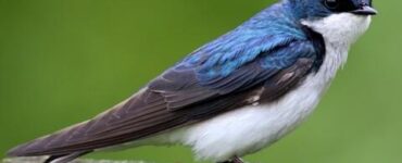 spiritual meaning of swallow bird