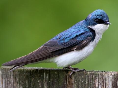 spiritual meaning of swallow bird