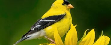 yellow finch spiritual meaning