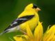 yellow finch spiritual meaning