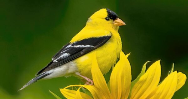 yellow finch spiritual meaning