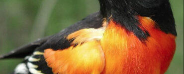 Black And Orange Bird Spiritual Meaning