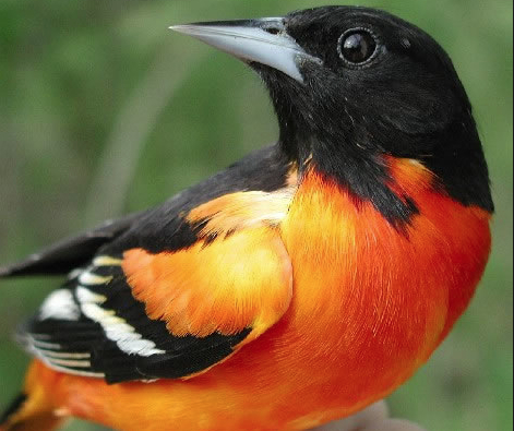 Black And Orange Bird Spiritual Meaning