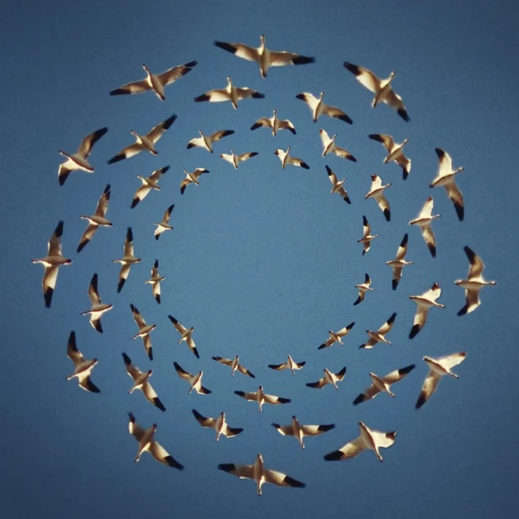 Why Do Birds Fly In Circles?