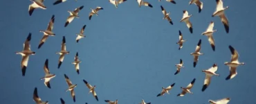 Why Do Birds Fly In Circles?