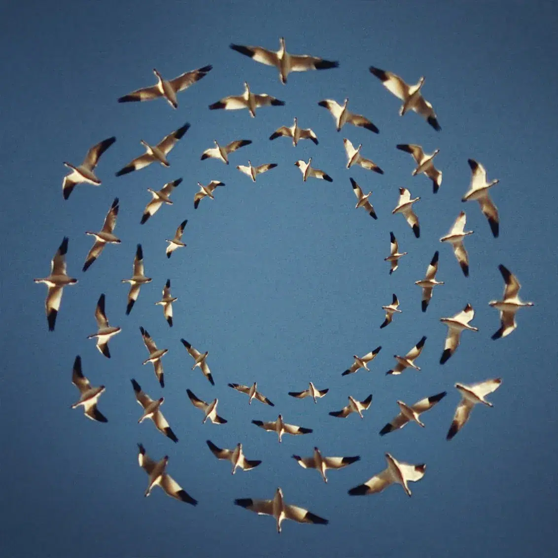 Why Do Birds Fly In Circles?