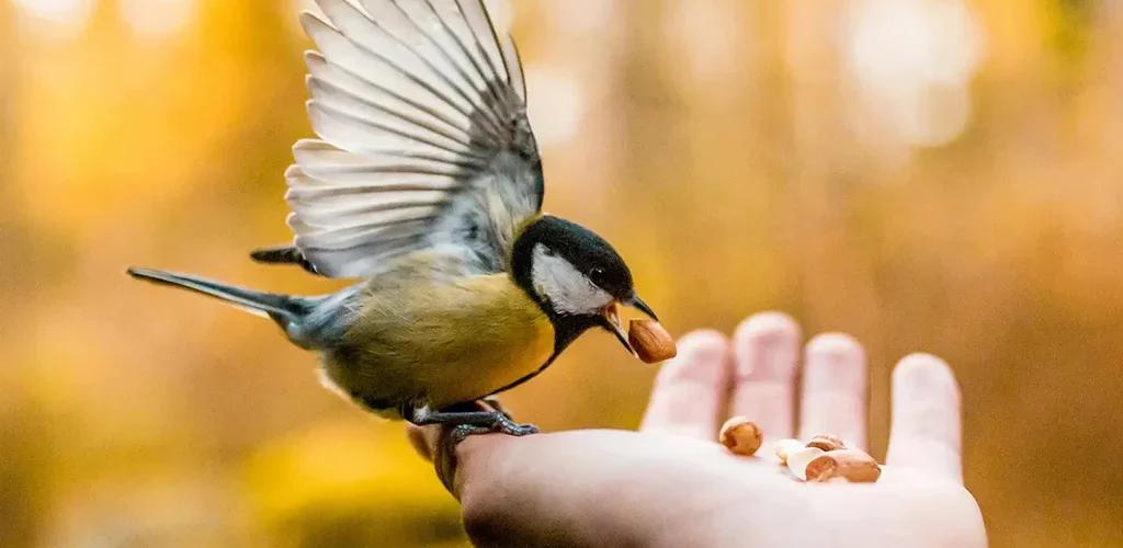 What Does It Mean When a Bird Visits You?