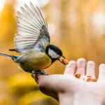 What Does It Mean When a Bird Visits You?