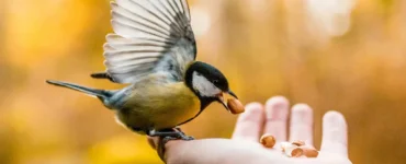 What Does It Mean When a Bird Visits You?
