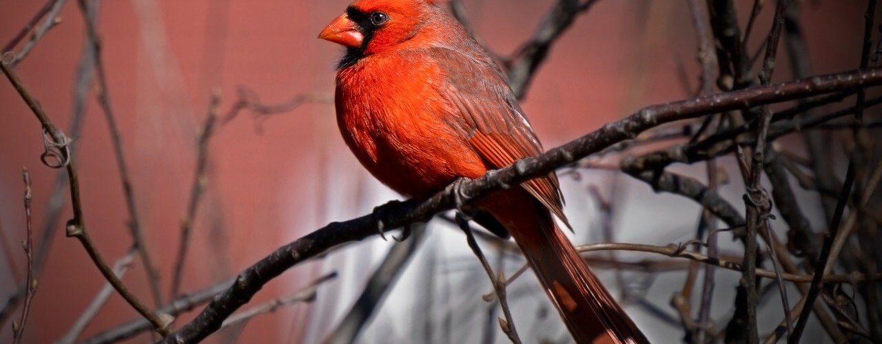 Spiritual meaning of cardinal Bird