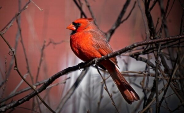 Spiritual meaning of cardinal Bird