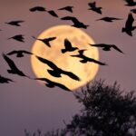 birds chirping at night spiritual meaning