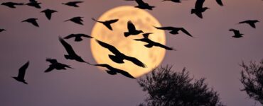 birds chirping at night spiritual meaning