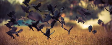 spiritual meaning of flock of black birds