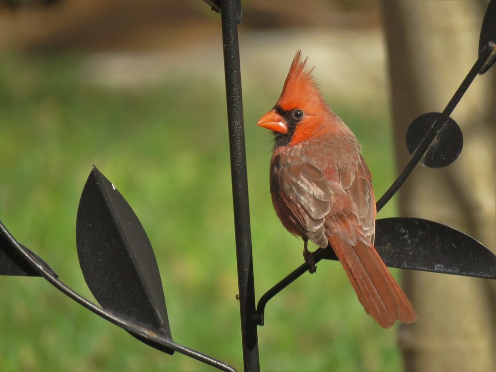 cardinal bird spiritual meaning