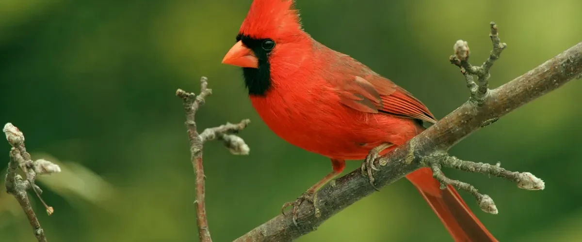 Red bird spiritual meaning