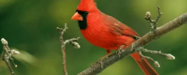 Red bird spiritual meaning