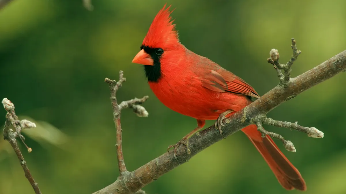 Red bird spiritual meaning