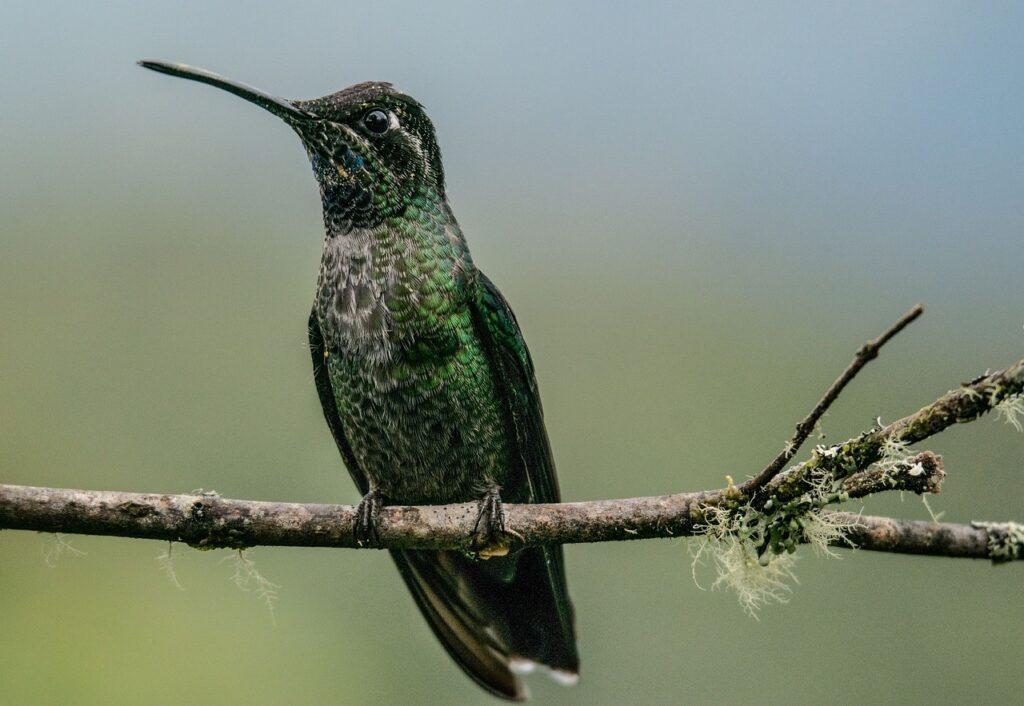The Hummingbird as a Spirit Animal