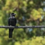 Why Do Birds Sit On Power Lines?