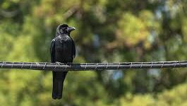 Why Do Birds Sit On Power Lines?