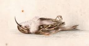 What is the spiritual meaning of a dead bird?