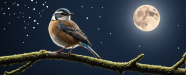 Bird Singing At Night Spiritual Meaning