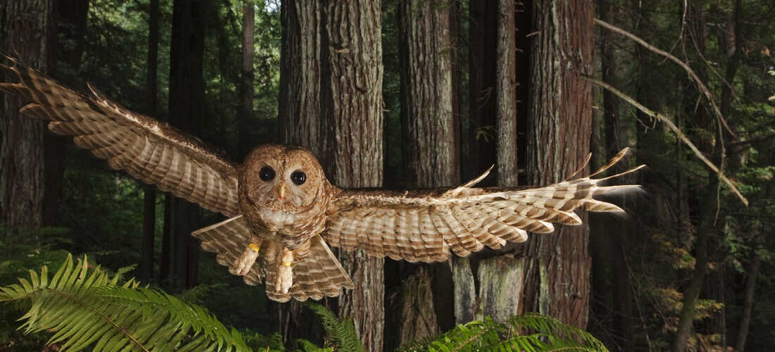 What is the spiritual meaning of the spotted owl?