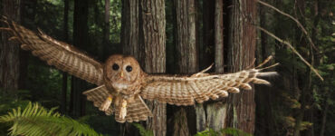 What is the spiritual meaning of the spotted owl?