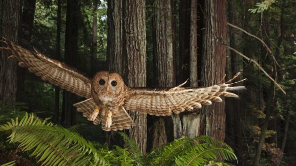 What is the spiritual meaning of the spotted owl?