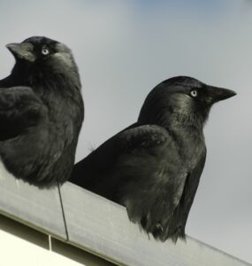 2 Black Birds Spiritual Meaning