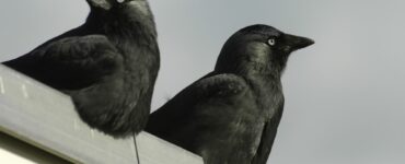 2 Black Birds Spiritual Meaning