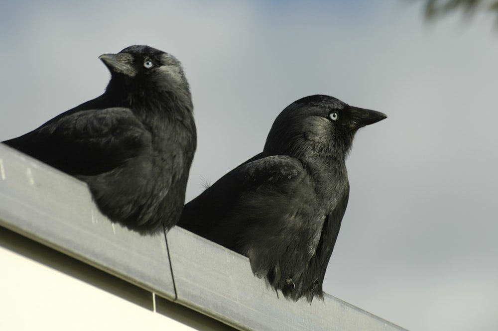 2 Black Birds Spiritual Meaning