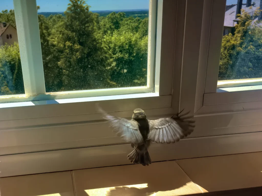 What is the spiritual meaning of birds in/around house?