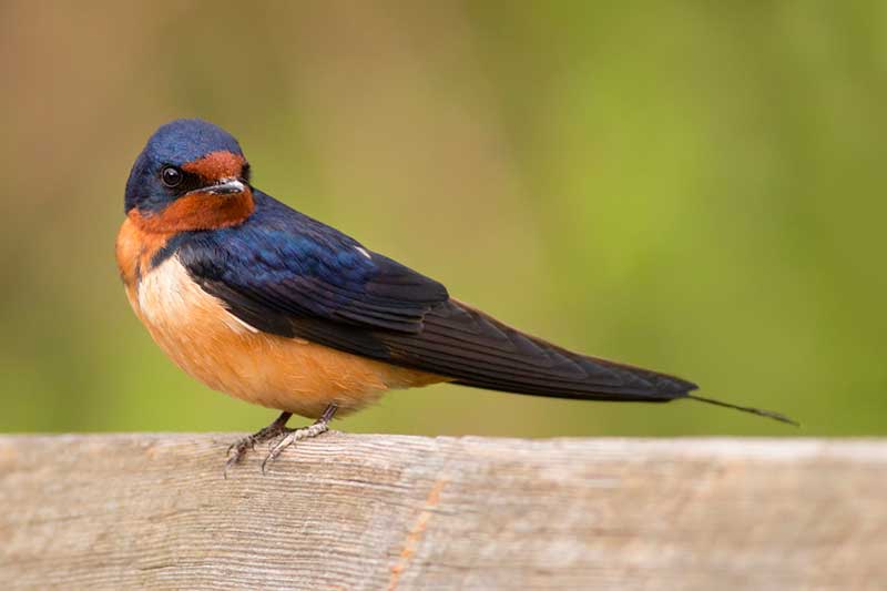 swallow bird spiritual meaning
