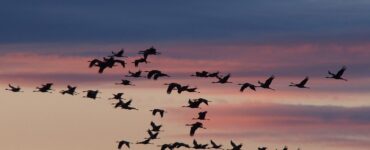 Bird Encounters: Signs of Spiritual Awakening