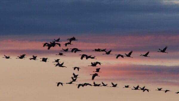 Bird Encounters: Signs of Spiritual Awakening