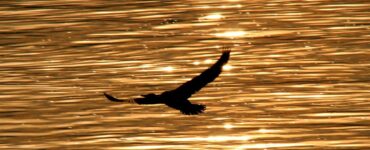 How Do Egrets Symbolize Grace?