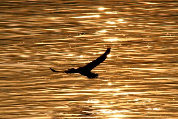 How Do Egrets Symbolize Grace?