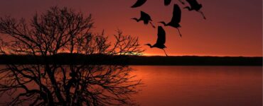 Birds in Dreams spiritual meaning