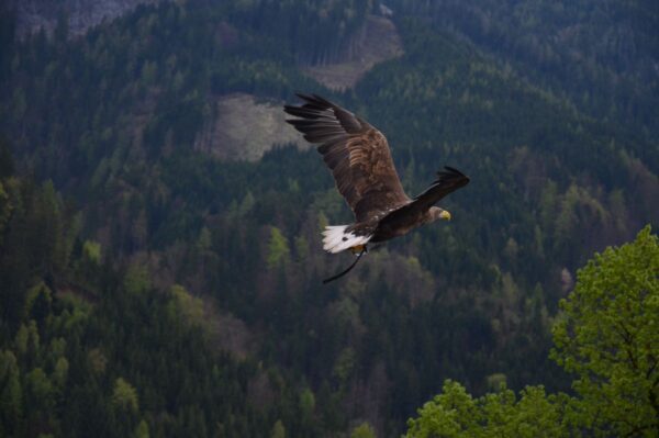 Birds Following Me: 5 Spiritual Meanings & Messages