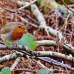 What Is The Symbolism And Meaning Of Robins?