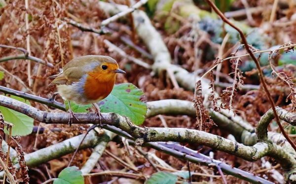 What Is The Symbolism And Meaning Of Robins?