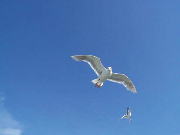 What Can Bird Behavior Tell Us About the Spiritual World?