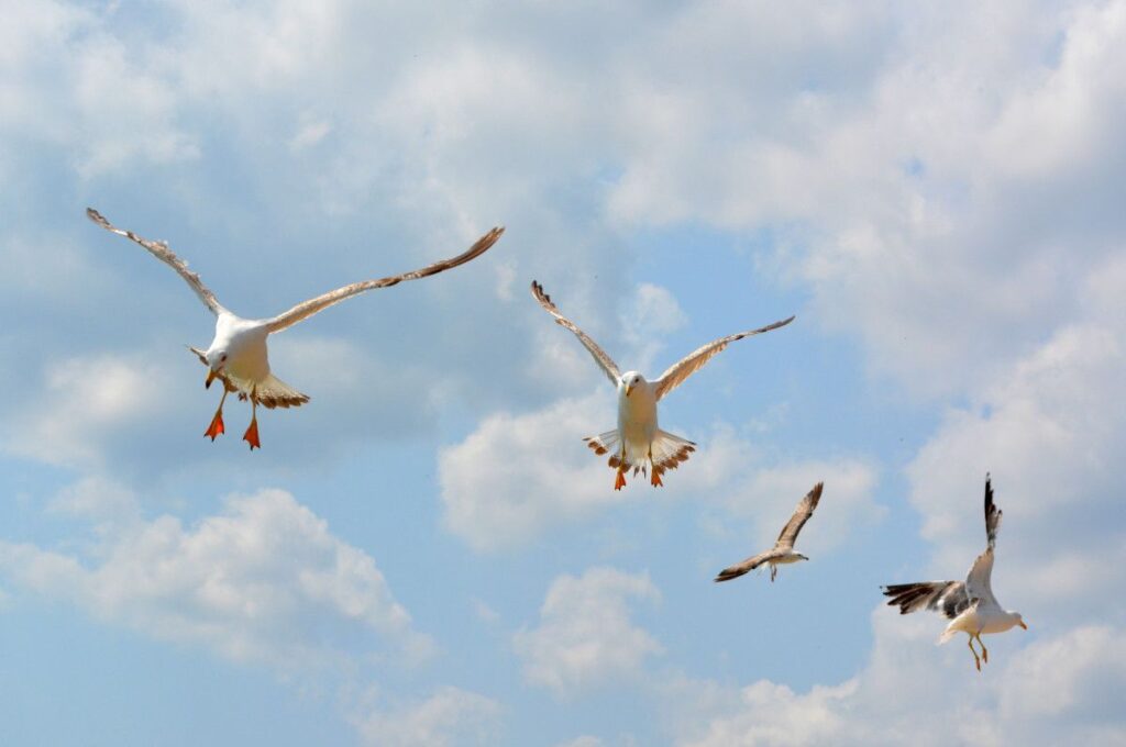 what does it mean when birds go crazy?